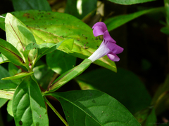 Barleria prattensis