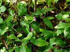 Barleria prattensis