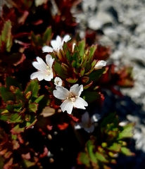 Epilobium pycnostachyum
