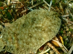 Pseudorhombus jenynsii