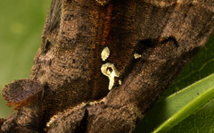 Plusiopalpa adrasta