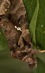 Plusiopalpa adrasta