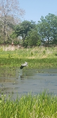 Ardea herodias
