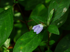 Cynarospermum asperrimum