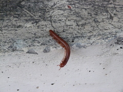 Thyropygus allevatus