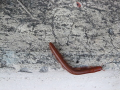 Thyropygus allevatus