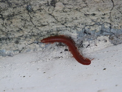 Thyropygus allevatus