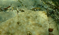 Pseudorhombus jenynsii