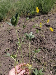 Potentilla crantzii