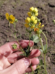 Potentilla crantzii