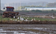 Bubulcus ibis