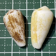 Conus omaria