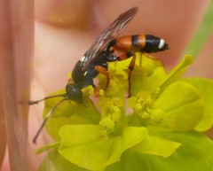 Ichneumon sarcitorius