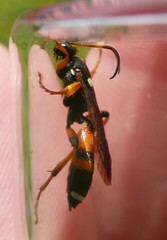 Ichneumon sarcitorius