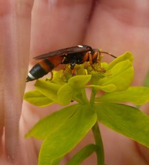 Ichneumon sarcitorius
