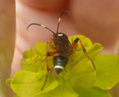Ichneumon sarcitorius