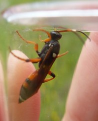 Ichneumon sarcitorius