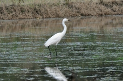 Ardea intermedia