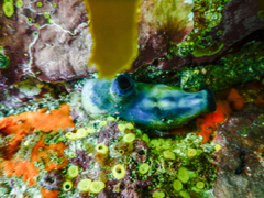 Asterocarpa coerulea