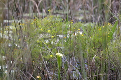 Hypericum fasciculatum