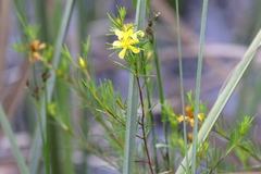 Hypericum fasciculatum