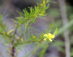 Hypericum fasciculatum