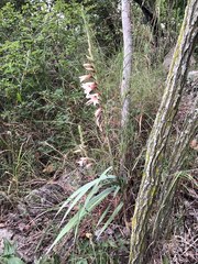 Gladiolus hollandii