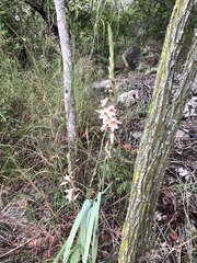 Gladiolus hollandii
