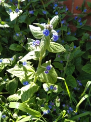 Pentaglottis sempervirens