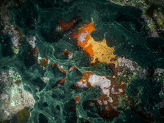 Stelletta conulosa