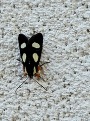 Alypia octomaculata