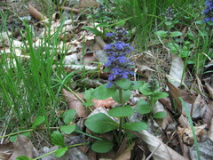 Ajuga reptans