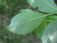 Salix caprea