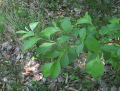 Salix caprea
