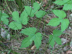 Humulus lupulus