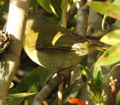 Telophorus olivaceus