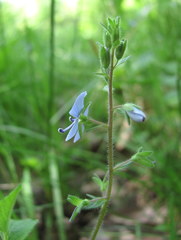 Veronica chamaedrys