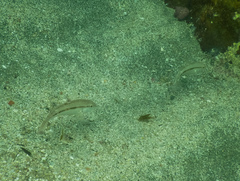 Upeneichthys