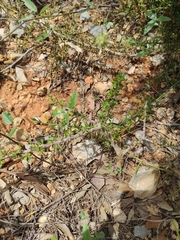 Argania spinosa