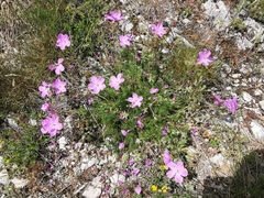 Erodium rodiei