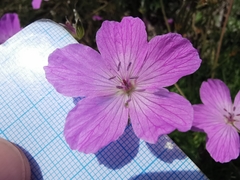 Erodium rodiei