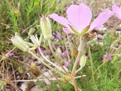 Erodium rodiei