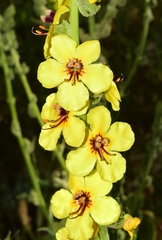 Verbascum dentifolium