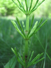 Equisetum arvense