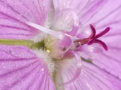Erodium rodiei