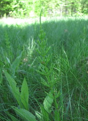 Equisetum arvense