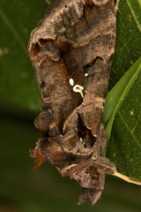Plusiopalpa adrasta