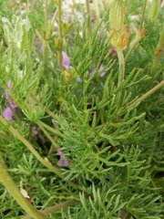 Erodium rodiei