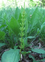 Equisetum arvense