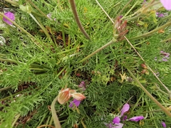Erodium rodiei